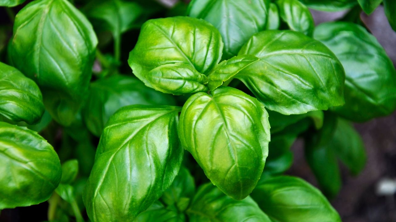 Basil 