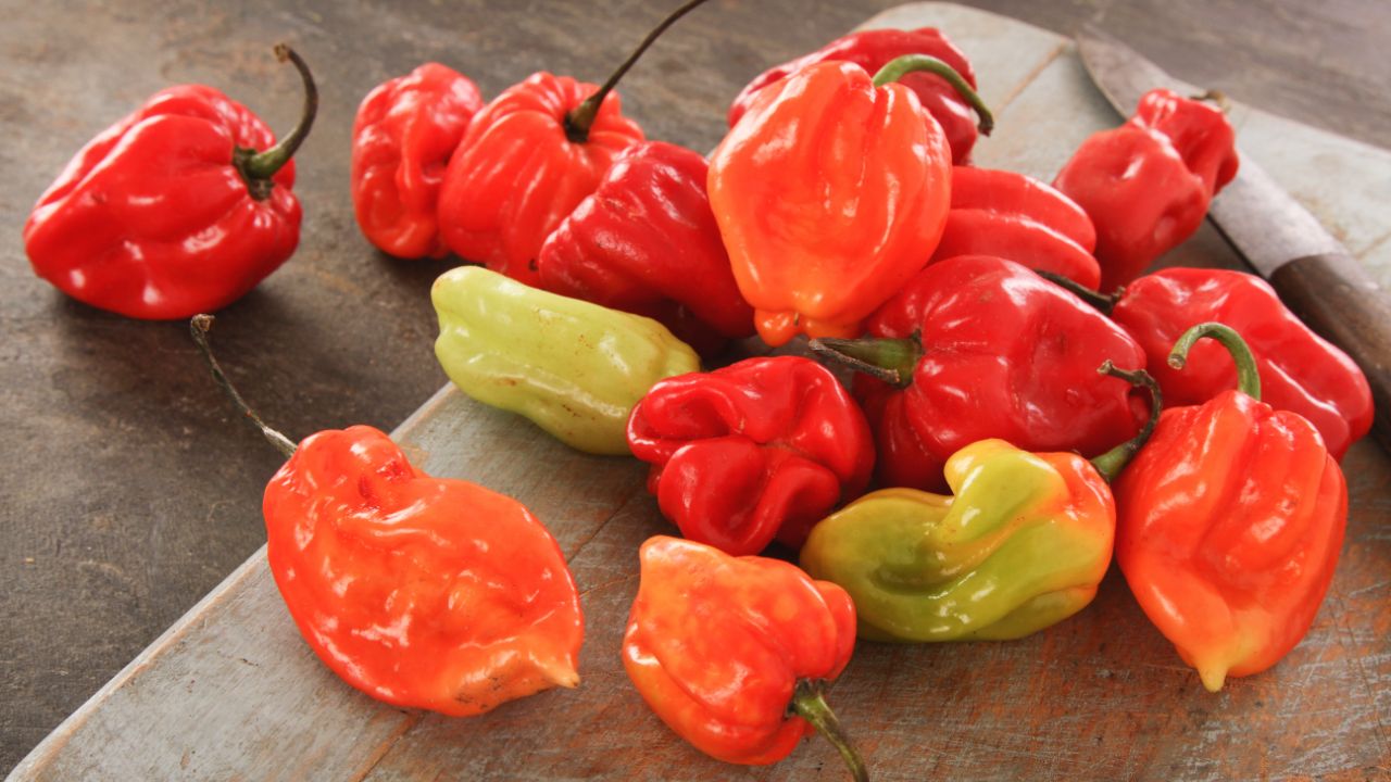 Scotch Bonnet 