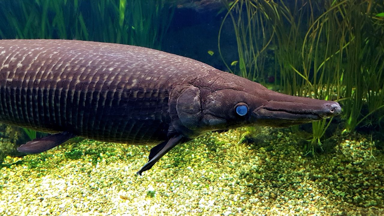 What Flavor Does Alligator Gar Produce Is It Delicious 